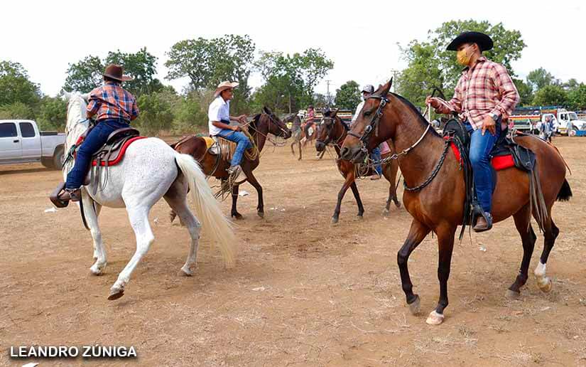 feria-bovina